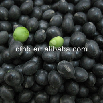 Good quality of Black kidney beans