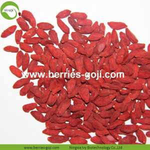 Factory Supply Obst natürliche beste Qualität Goji Beeren