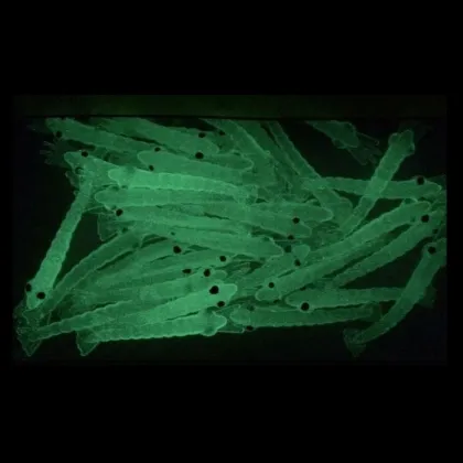 Glow-in-the-Dark Artificial Soft Shrimp Bait 40mm/0.25g for Ocean Boat Fishing