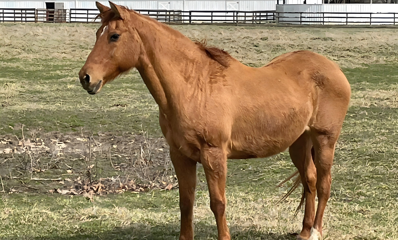 equine reproductive ultrasound machine