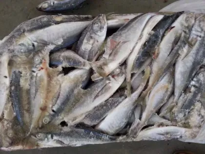 SEA FROZEN HORSE MACKEREL