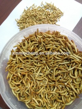 Bulk Freeze dried mealworm for sale