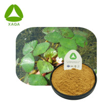 Trigonella Extract Powder Plant Imporve Impotence