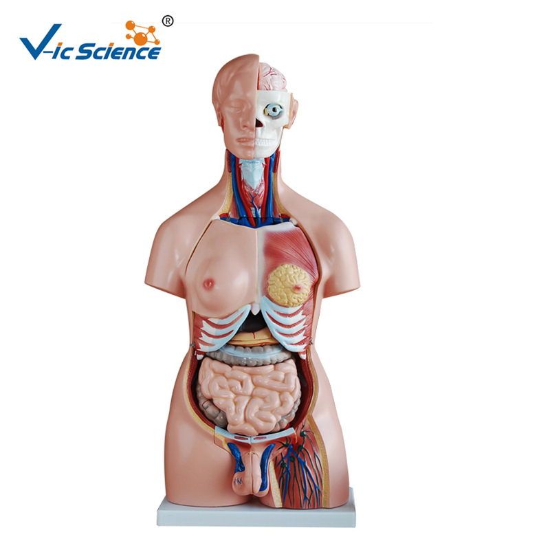 Human Torso Model