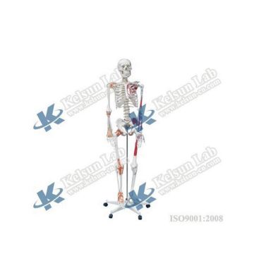 50100.02b: esplorare l'anatomia dettagliata dello scheletro umano