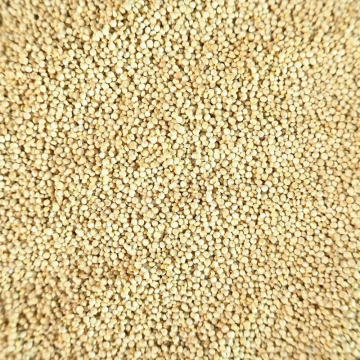 کینوا مغذی با کشت طبیعی