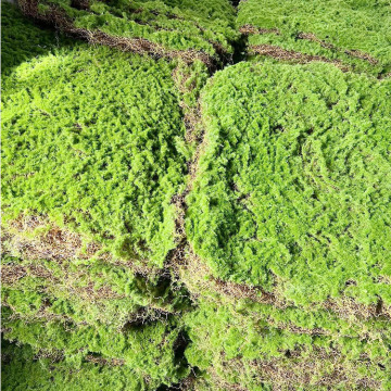 Grass synthétiques et mousse: ornements artificiels pour la décoration du jardin