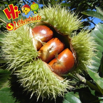 New Crop Bulk Fresh Chinese Chestnuts For Sale