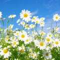 Chamomile extract 10:1 ratio analgesic effect