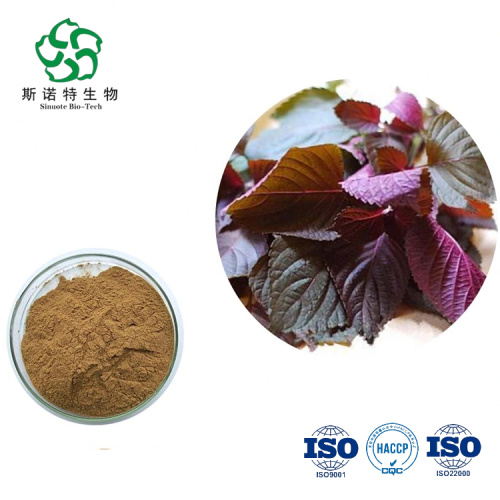 Pure Natural Purple Perilla Leaf Extract Powder