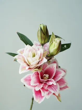 Mars love Double Petal lily