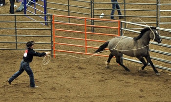 Horse Farm Popular Steel Carral Fence