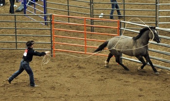 Horse Farm Popular Steel Carral Fence