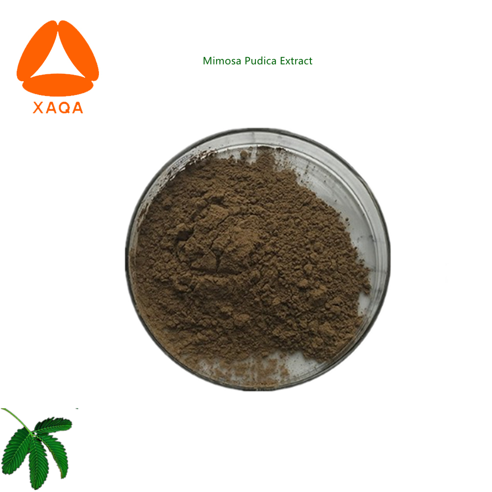 Mimosa Pudica-Extrakt. Mimosa Pudica Extract