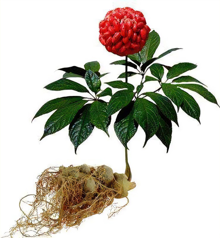 Panax Notoginseng