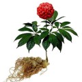 Natural Panax Notoginseng Extract