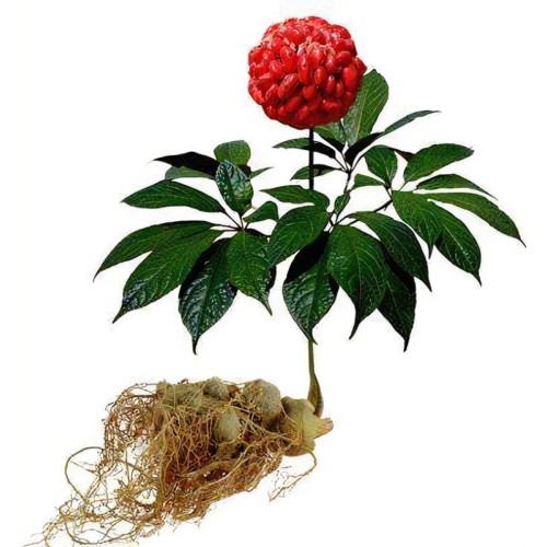 Natural Panax Notoginseng Extract
