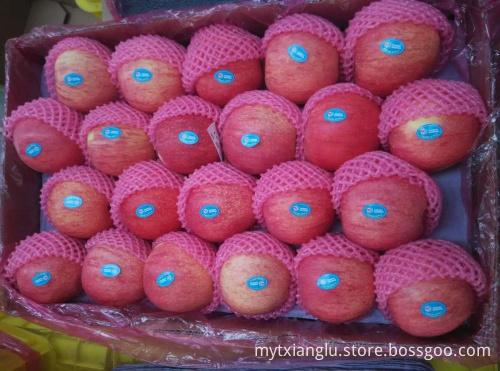 chinese fresh fruit pink qinguan apple fresh red qinguan apple export to india