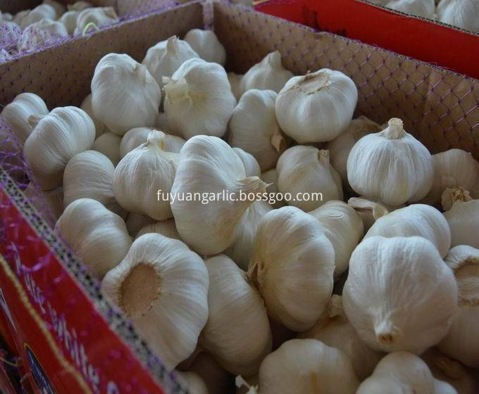 pure white garlic 