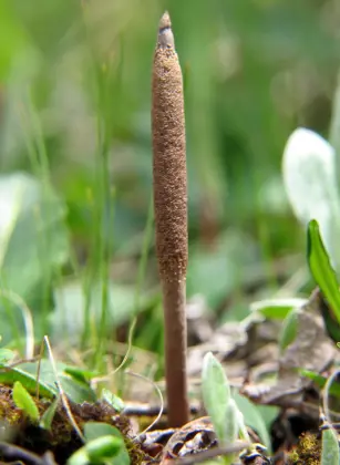 Cordyceps Sinensis Extract 40% Polysaccharides Powder