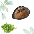 Basil Herb Extract 10: 1/20% Alkaloids