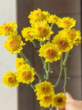 sunny yellow spray chrysanthemum