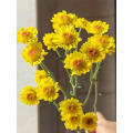 রৌদ্রোজ্জ্বল হলুদ স্প্রে chrysanthemum