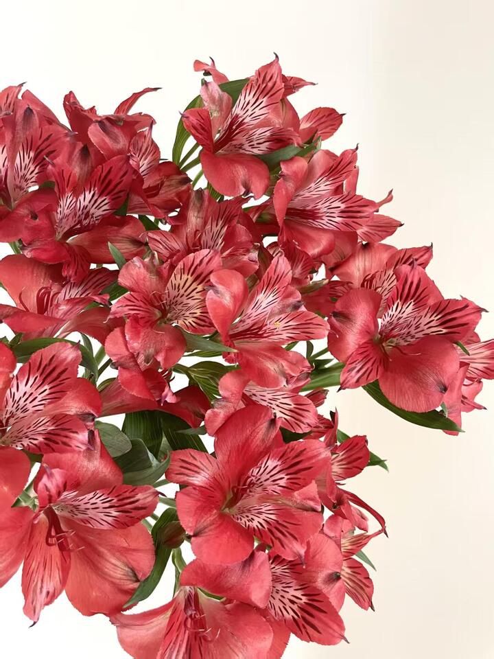 Red Alstroemeria