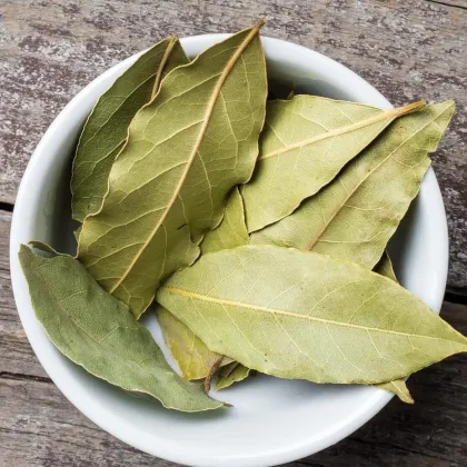 Wholesale Dry Bay Leaf and Dried Laurel Leaves Seasoning Supplier