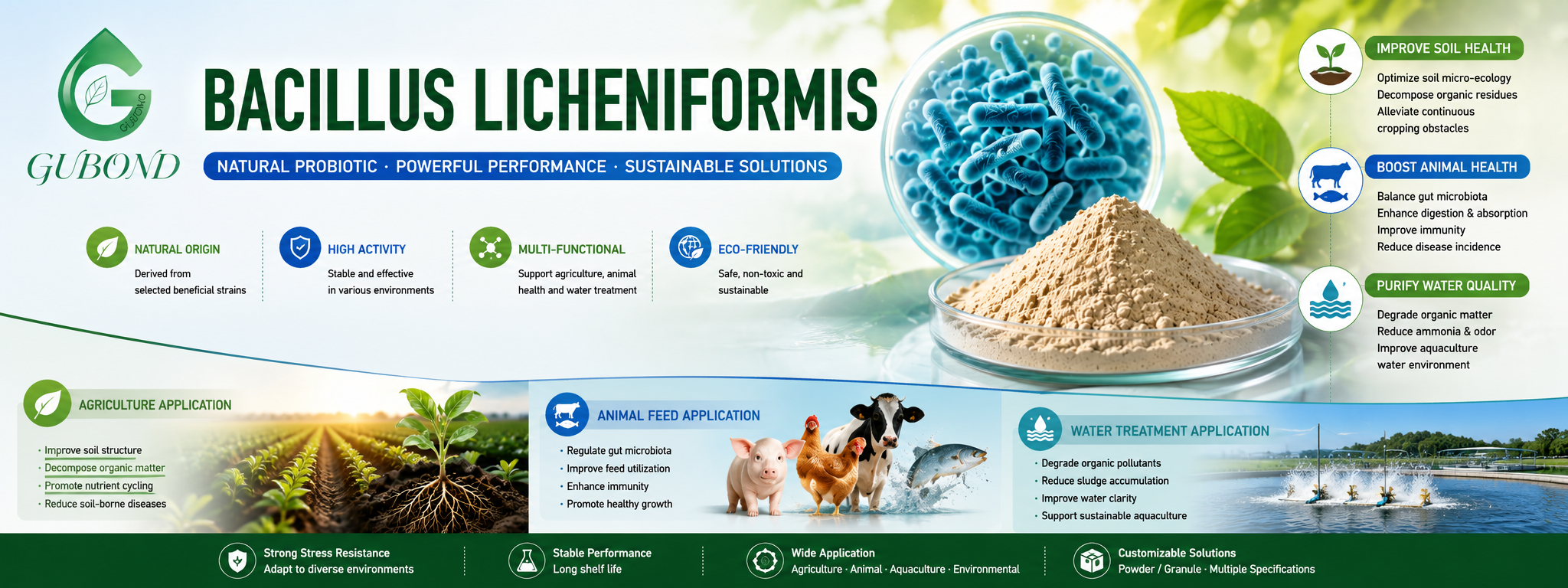 Bacillus licheniformis (7)