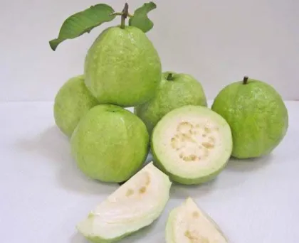 Sweet and Nice Guava Fruit