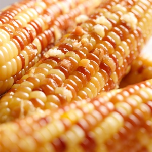 Fresh Sweet Corn