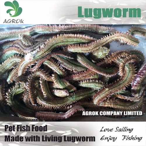 Dry Lugworm