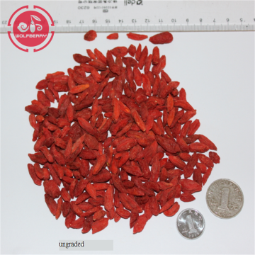 Sun dried goji berries with 18 amino acids