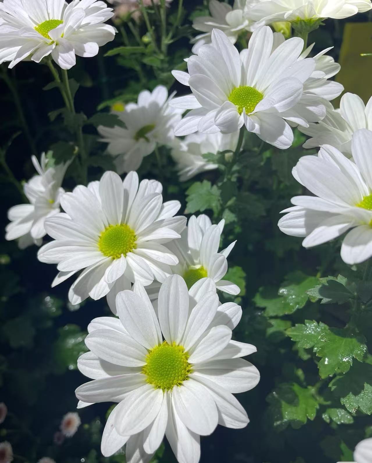 Kennedy white chrysanthemum