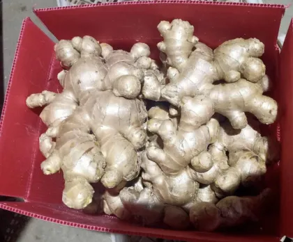 Air Dried Ginger with Global Gap