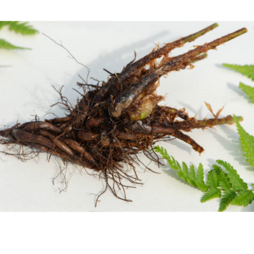 Pure Dryopteris Crassirhizoma Extract for Optimal Health Benefits