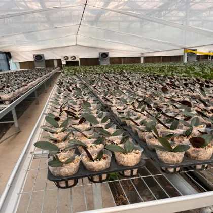 Moth orchid Cultivating Glass Greenhouse for Agriculture