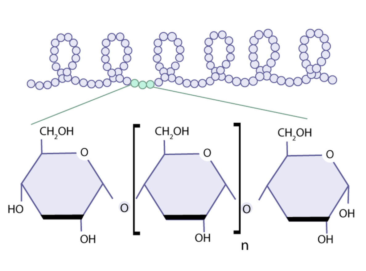 Amylase for Starch Breakdown