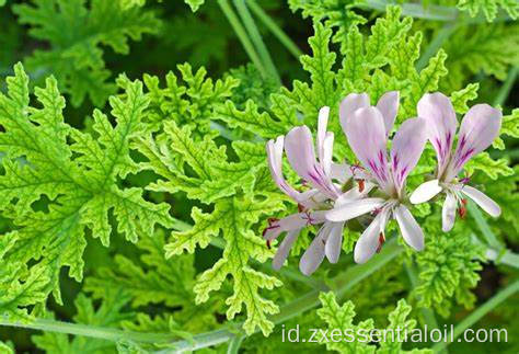 Pasokan pabrik Minyak Esensial Geranium Baru untuk Aromaterapi