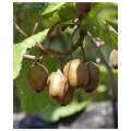 Actinidia naturale naturale solubile in polvere di frutta in polvere