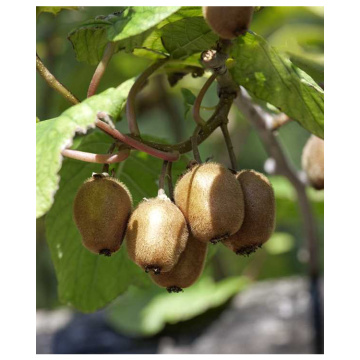 Organic Kiwi Fruit Extract Powder High in Vitamin C