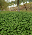 Ouchhealthy Supply Trifolium repens L semi