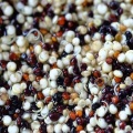 Ποιότητα τριών χρωμάτων quinoa κόκκων