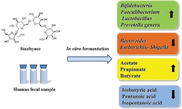 Stachyose On Human Gut Health Jpg