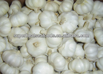 Wholesale Fresh Garlic