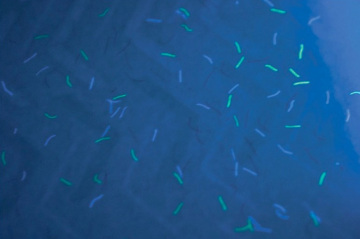anti-counterfeiting paper.invisible UV fiber paper
