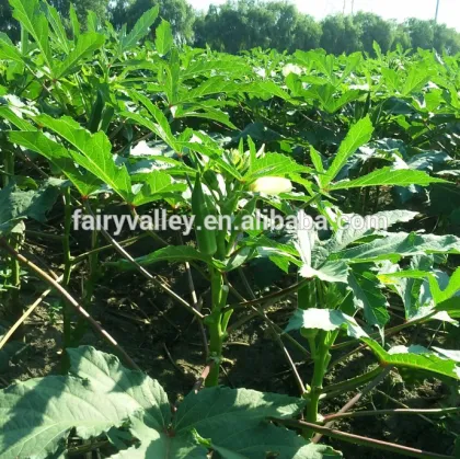 Hybrid okra seeds For Growing-East Green Sword