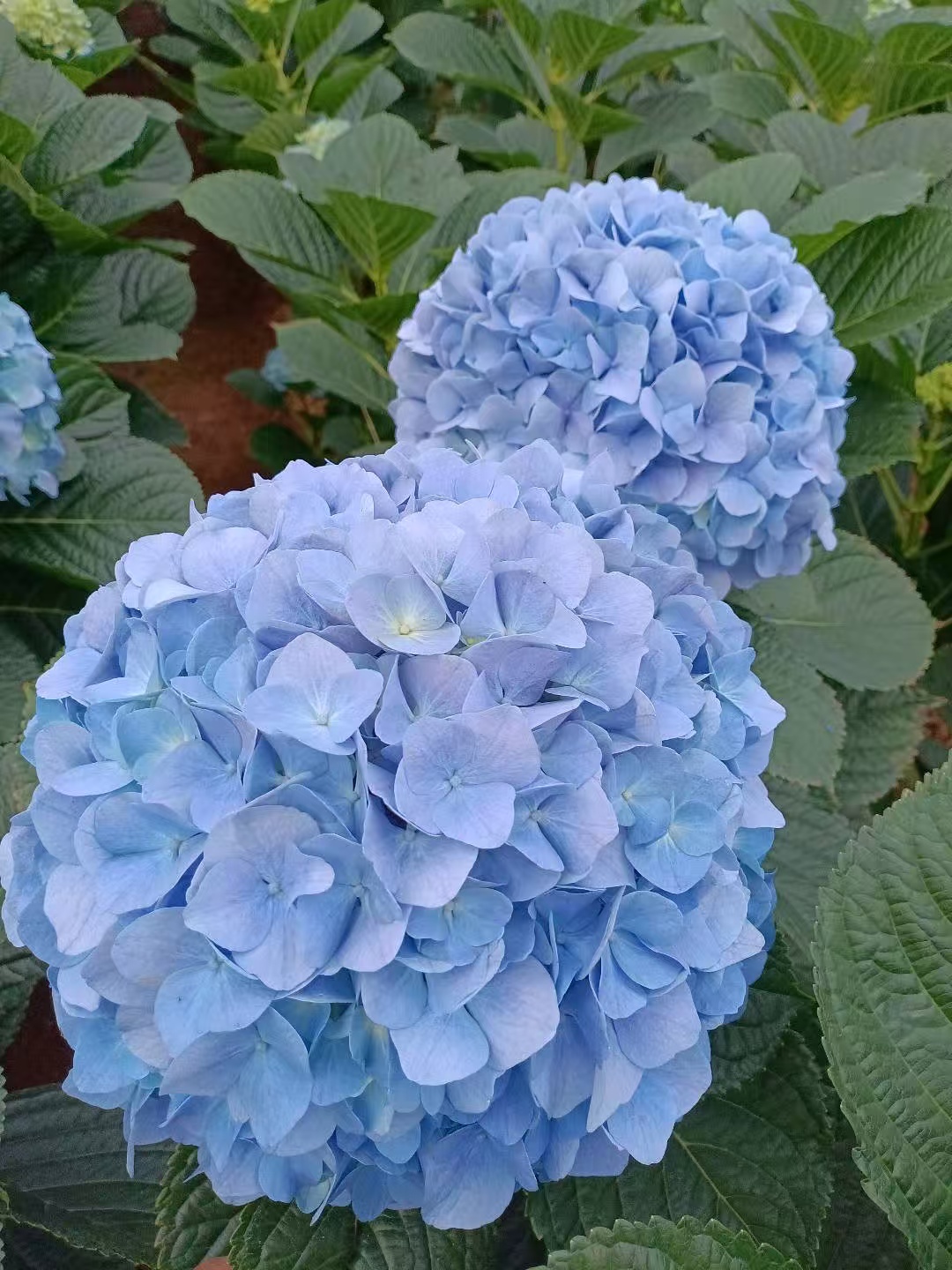Light blue single Hydrangea