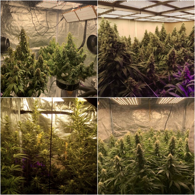 ledgrowlightboard11